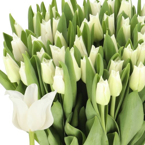 TULIPS WHITE LIBERSTAR 35cm 35gm | Wholesale Dutch Flowers & Florist ...