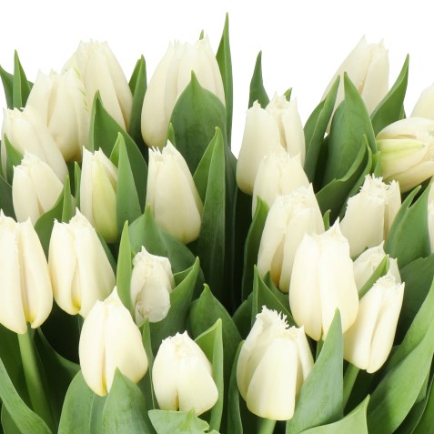 TULIPS WHITE SNAKE 37cm 35gm | Wholesale Dutch Flowers & Florist ...