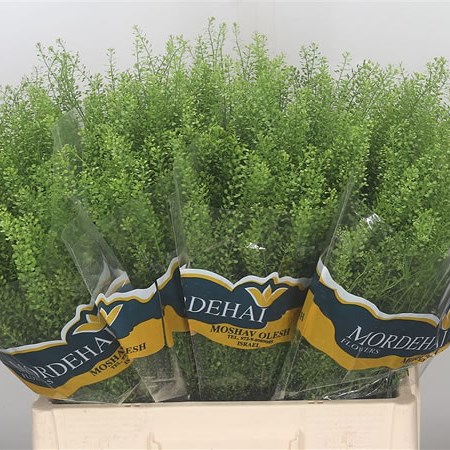 Thlaspi Green Bell 60cm  Wholesale Dutch Flowers & Florist Supplies UK