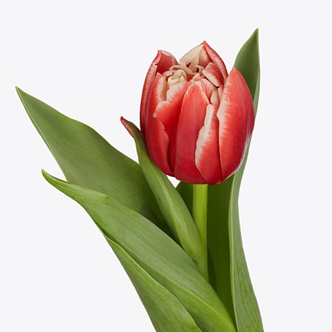 Tulips Concorde 35cm | Wholesale Dutch Flowers & Florist Supplies UK