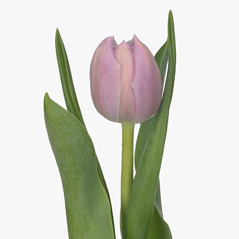 Tulips Katinka 33cm | Wholesale Dutch Flowers & Florist Supplies UK