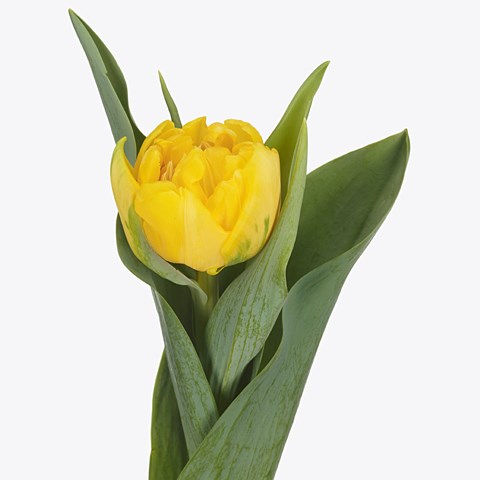 Tulips St Louis 38cm Wholesale Dutch Flowers Florist Supplies Uk