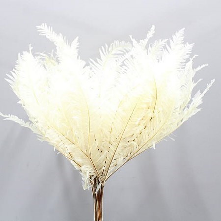 UMBRELLA FERN BLEACHED & DRIED | Wholesale Dried Flowers UK | Preserved ...