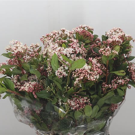 Viburnum Valery 60cm | Wholesale Dutch Flowers & Florist Supplies UK