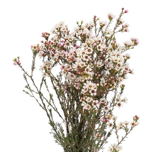 WAXFLOWER MAYA 70cm 35gm | Wholesale Dutch Flowers & Florist Supplies UK