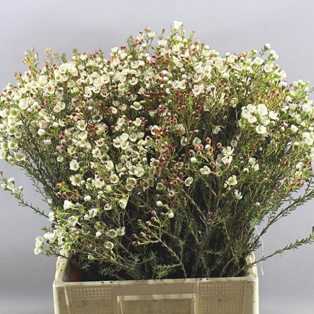 WAXFLOWER MI TAL 70cm (chamelaucium)  Wholesale Dutch