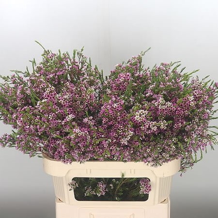 Waxflower Niki 80cm (chamelaucium) | Wholesale Dutch Flowers & Florist ...