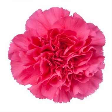 Carnation Castellaro Cinderella | Wholesale Flowers & Florist Supplies UK