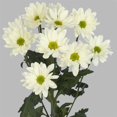 Chrysanthemums Prosecco | Wholesale Flowers & Florist Supplies UK