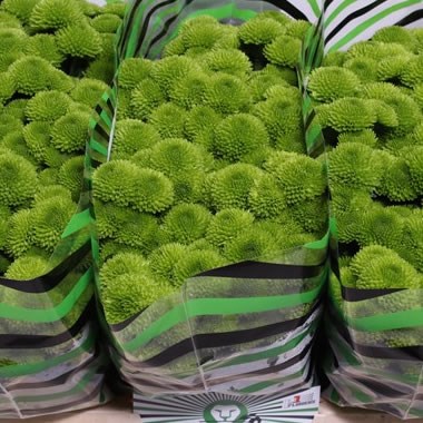 Weekly special SANTINI GREEN 55cm | Cheap Wholesale Dutch ...