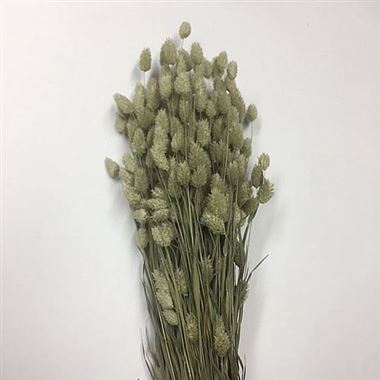 Dried Phalaris Wholesale Flowers Florist Supplies Uk