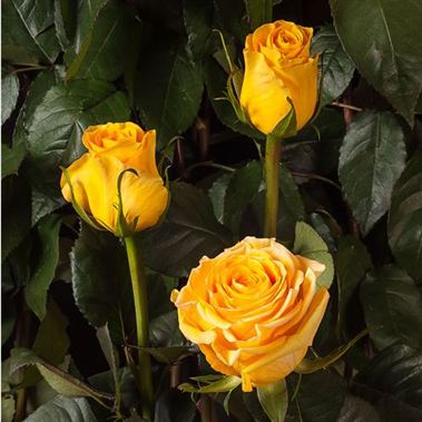 Rose Brighton Ecuador | Wholesale Flowers & Florist Supplies UK