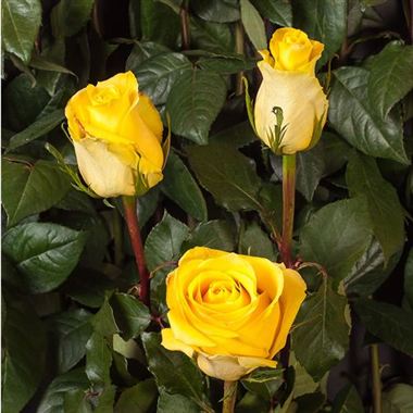 Rose Tara Ecuador | Wholesale Flowers & Florist Supplies UK