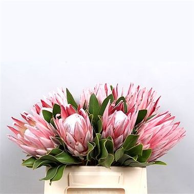 Proteas Cynaroides King Wholesale Flowers Uk Wedding Flowers