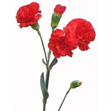 Valentines Red Spray Carnations | Wholesale Flowers & Florist Supplies UK