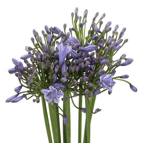 Agapanthus Wholesale | Wholesale Flowers & Florist Supplies UK