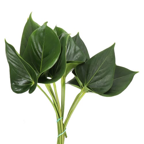 THLASPI (GREEN BELL) - Flower Wholesale in Singapore