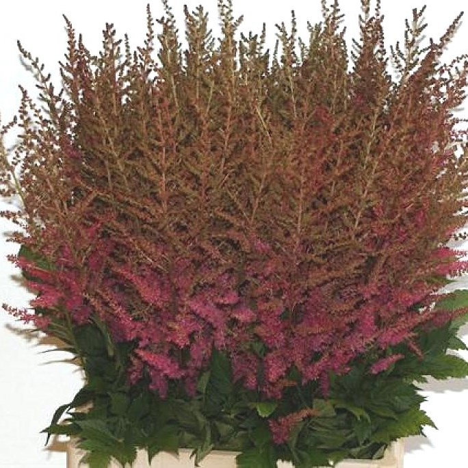 Buy Astilbe Wholesale Flowers Online | Wedding Flowers | Triangle Nursery