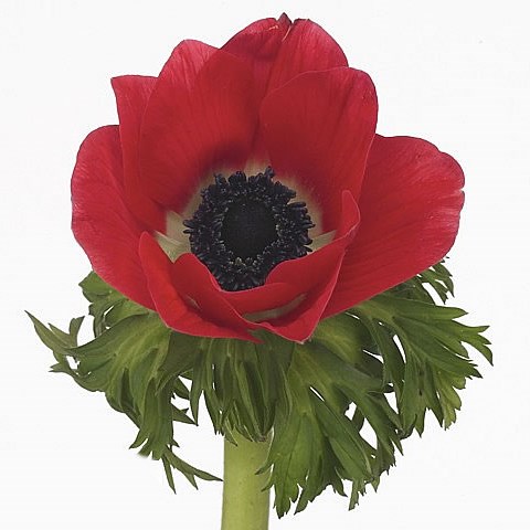 Buy fresh cut Anemones | Wholesale Flowers & Florist Supplies UK