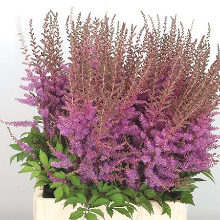 Buy Astilbe Wholesale Flowers Online | Wedding Flowers | Triangle Nursery