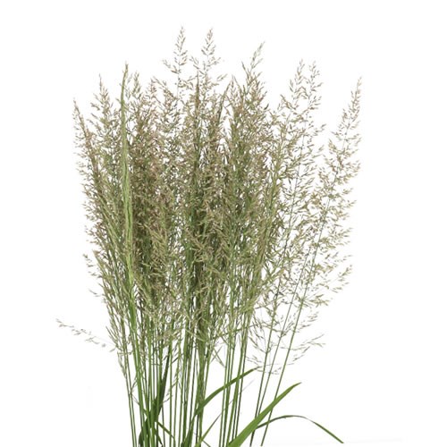 Decorative Grass | Wholesale Flowers UK | Wedding Flowers | Triangle ...