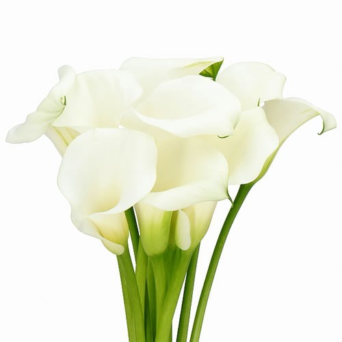 CALLA LILY DURBAN 55cm | Wholesale Dutch Flowers & Florist Supplies UK