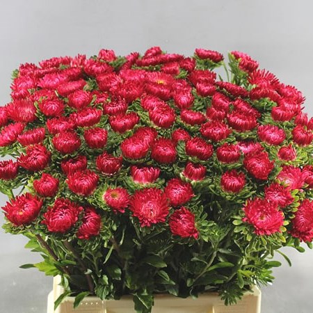 Wholesale Dutch flowers. Wholesale Floral Supplier