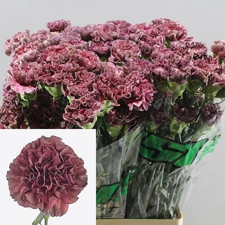 Carnation Standard | Wholesale Flowers UK | Wedding Flowers | Triangle ...