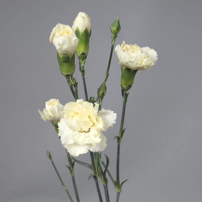 Spray Carnations | Wholesale Flowers & Florist Supplies UK