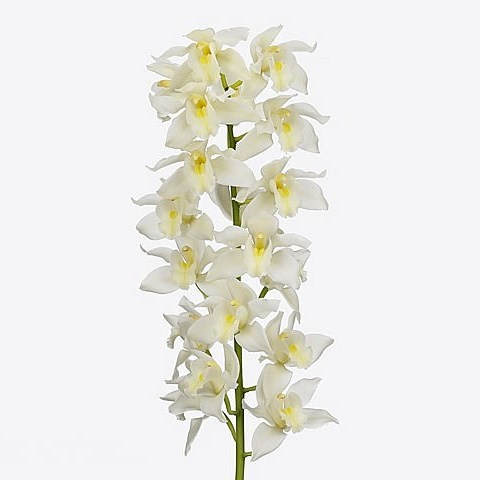 Cymbidium Orchids | Wholesale Flowers UK | Wedding Flowers | Triangle ...