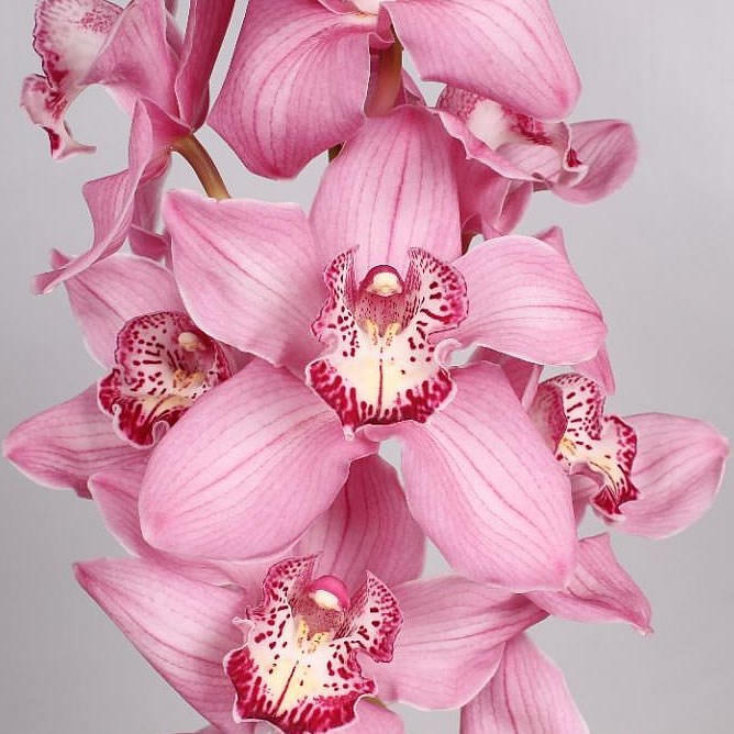 Cymbidium Orchid Jungfrau Dos Pueblos 80cm Wholesale Dutch Flowers And Florist Supplies Uk 