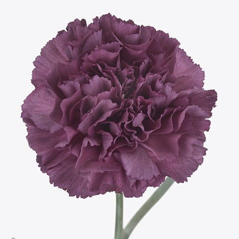 Carnation Standard | Wholesale Flowers UK | Wedding Flowers | Triangle ...