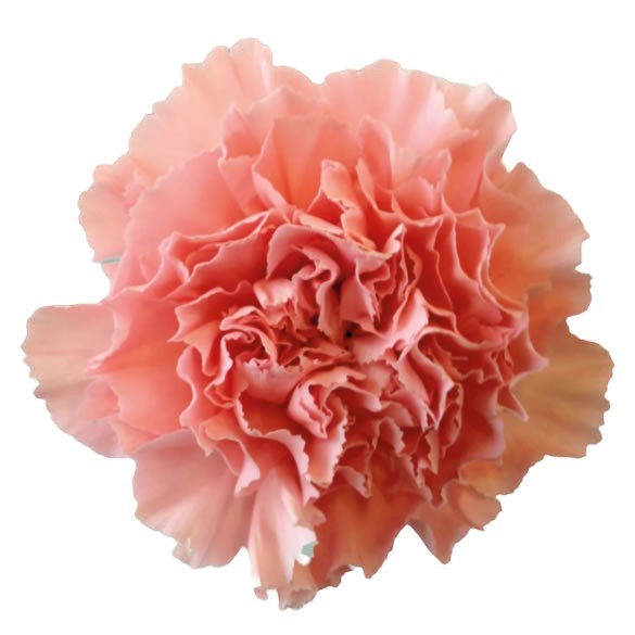 Carnation Standard | Wholesale Flowers UK | Wedding Flowers | Triangle ...