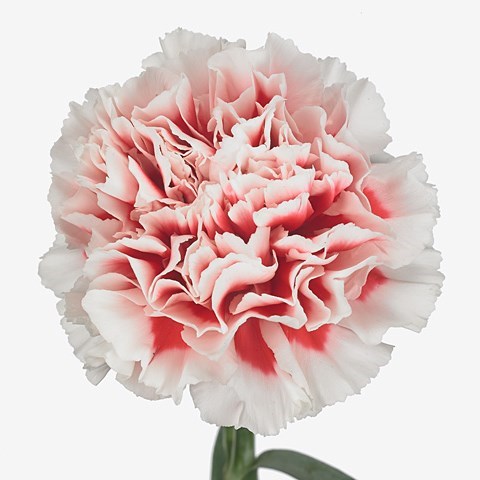 Carnation Standard | Wholesale Flowers UK | Wedding Flowers | Triangle ...