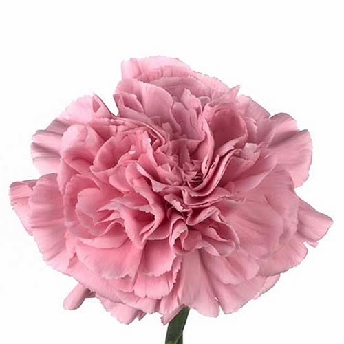 Carnation Lege Pink