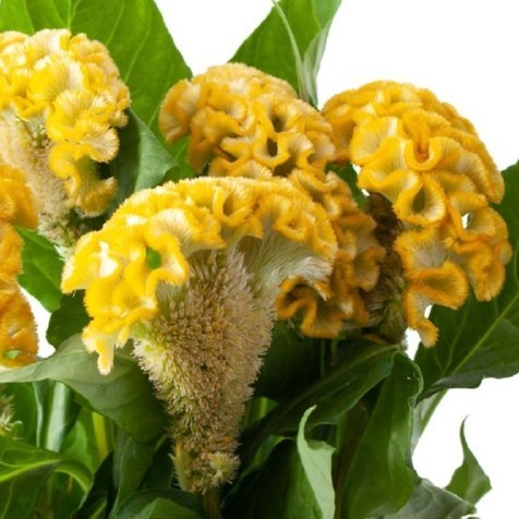 CELOSIA CR. ACT INCA 75cm | Wholesale Dutch Flowers & Florist Supplies UK