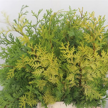 Christmas Foliage | Wholesale Flowers UK | Triangle Nursery