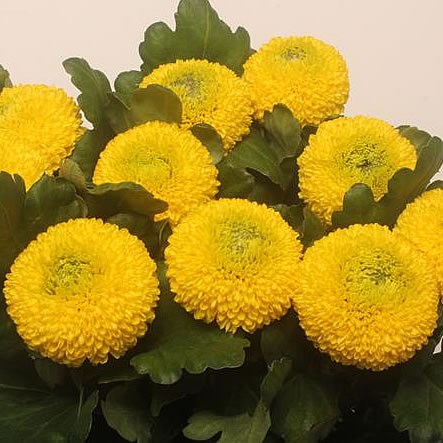 Chrysanthemum Blooms | Wholesale Flowers UK | Wedding Flowers ...