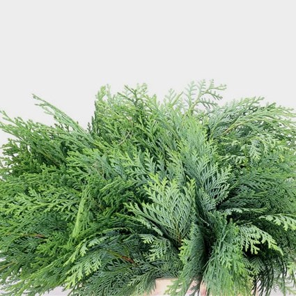 Christmas Foliage | Wholesale Flowers UK | Triangle Nursery