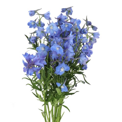 Delphinium | Wholesale Flowers UK | Wedding Flowers | Triangle Nursery