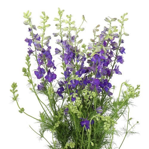 Delphinium | Wholesale Flowers UK | Wedding Flowers | Triangle Nursery