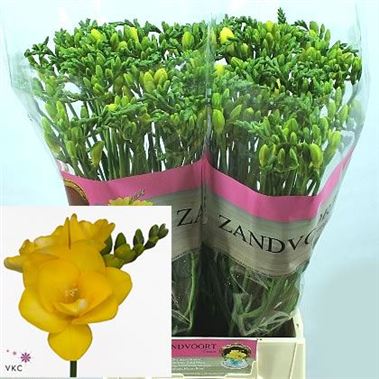 Freesia  Wholesale Flowers UK  Wedding Flowers  Triangle Nursery