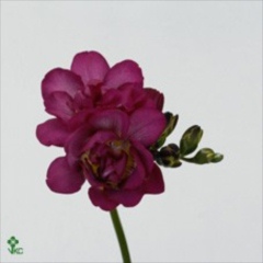 Freesia  Wholesale Flowers UK  Wedding Flowers  Triangle Nursery