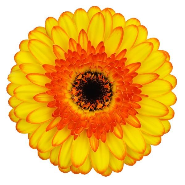 Germini | Wholesale Flowers UK | Wedding Flowers | Triangle Nursery