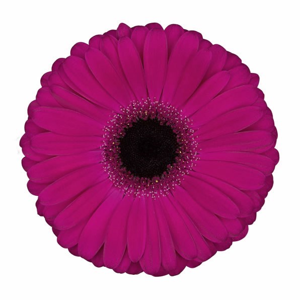 Gerbera Decibel x 50 Wholesale Flowers & Florist Supplies UK