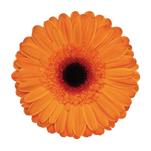 Gerbera | Wholesale Flowers UK | Wedding Flowers | Triangle Nursery