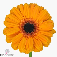 Gerbera | Wholesale Flowers UK | Wedding Flowers | Triangle Nursery