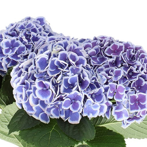 HYDRANGEA BEAUTENSIA DALI