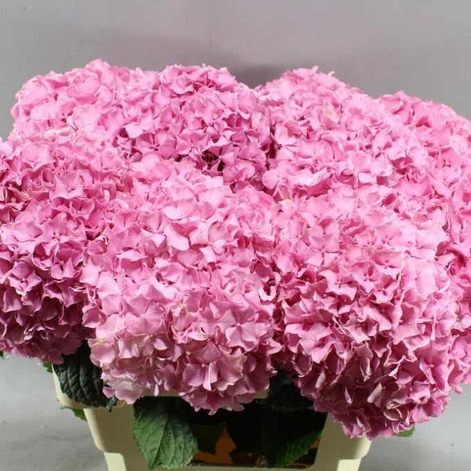 Hydrangea | Wholesale Flowers UK | Wedding Flowers | Triangle Nursery