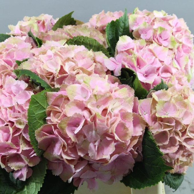 Hydrangea | Wholesale Flowers UK | Wedding Flowers | Triangle Nursery